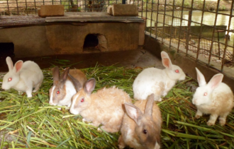 Rabbit Farming in Nigeria: How to Start