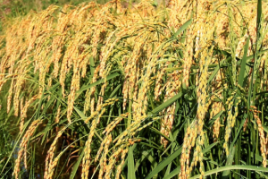 rice farming in nigeria