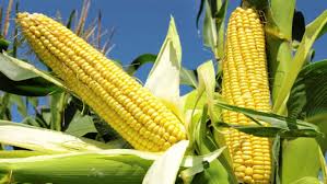 Maize Production in Nigeria: How to Start