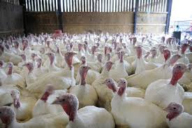 Turkey Farming in Nigeria: How to Start