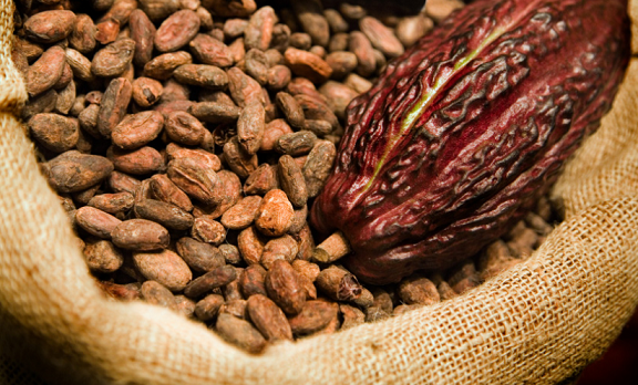 Cocoa Production Feasibility Study