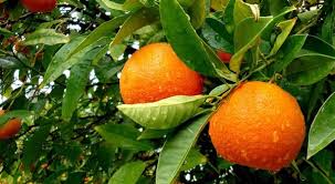 Orange Farming in Nigeria: Step by Step Guide