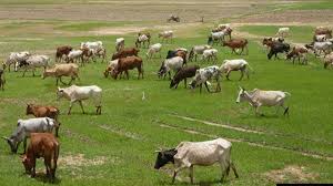 Cattle Production: Rearing &; Ranching in Nigeria