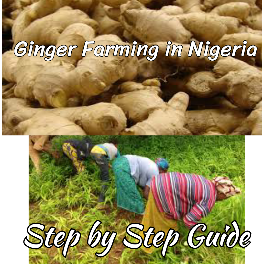 Ginger Farming in Nigeria: Step by Step Guide