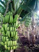 Banana Farming in Nigeria: Step by Step Guide
