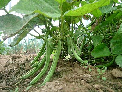 Beans Farming in Nigeria: Step By Step Guide