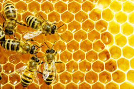 Bee Farming in Nigeria: Step by step guide