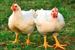 Broiler Farming in Nigeria: Step by Step Guide