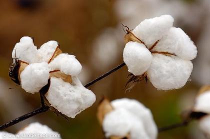 Cotton Farming In Nigeria: Step By Step Guide