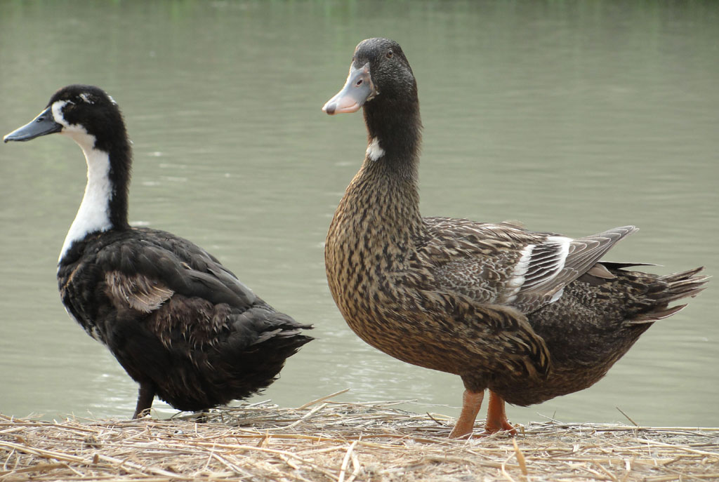 Duck Farming in Nigeria: Step by Step Guide