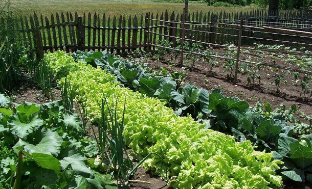 Organic Farming in Nigeria: Step by Step Guide