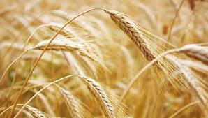 Wheat Farming in Nigeria: Step by Step Guide