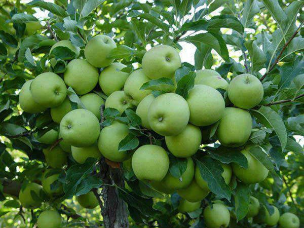 Apple Farming in Nigeria: Step by Step Guide