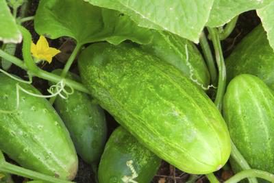 Cucumber farming in Nigeria: Step by Step Guide