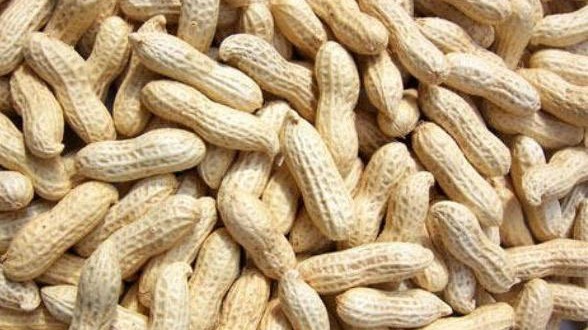 Groundnut Farming in Nigeria: Step by Step Guide