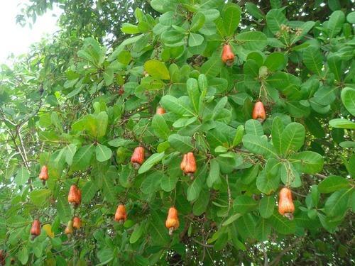 Common Nigerian Trees and Their Botanical Names