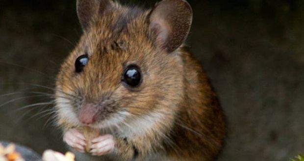 The Economic Ill-Effects of Rodent Infestation
