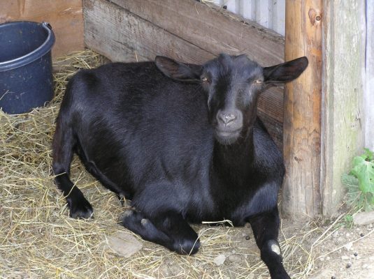 Breeds of Goat in Nigeria