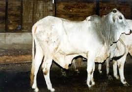 Sokoto Gudali Cow Breed: All You Need To Know