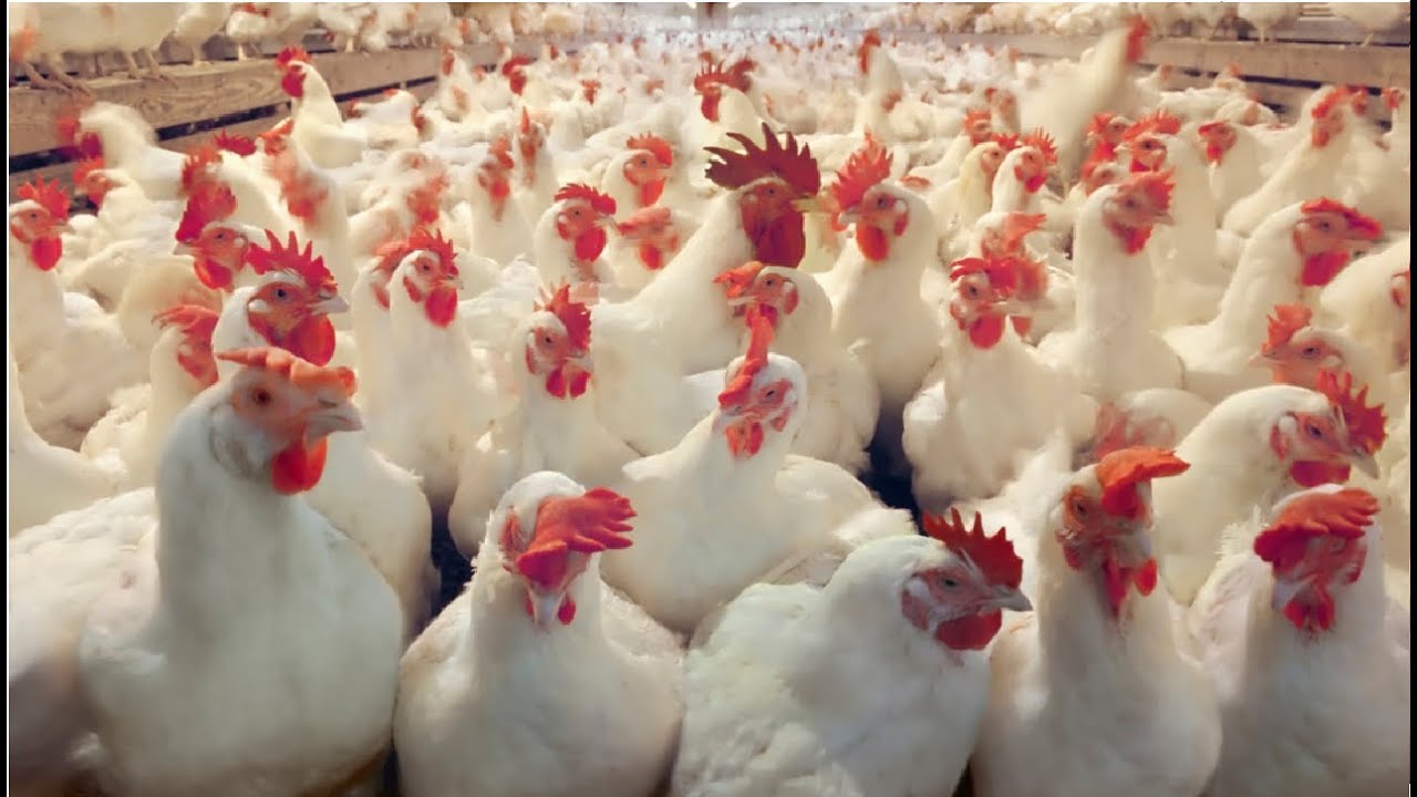 Poultry Farming in Nigeria: How to Start in 2019