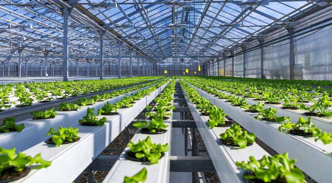 Hydroponic Farming in Nigeria: How to Start in 2019