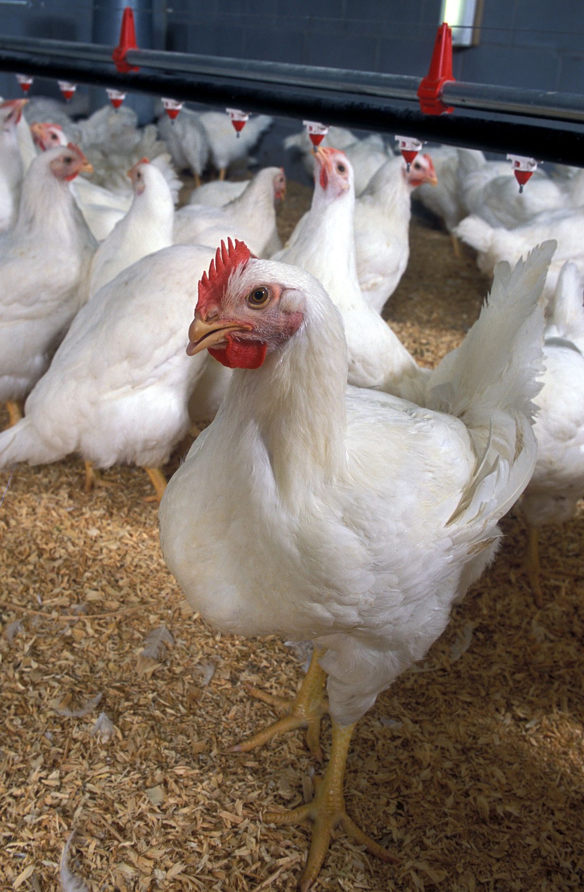 Broiler Production in Nigeria: How to Start in 2019