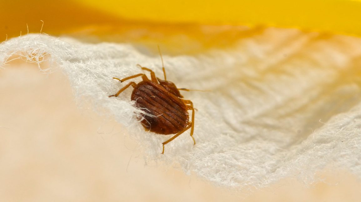 How to Get Rid of Bed Bugs in Nigeria