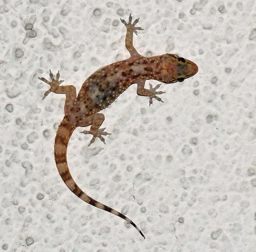 How to Get Rid of Wall Geckos in Nigeria