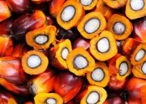 How to Export Palm Oil from Nigeria