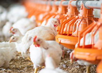 Problems of Poultry Production in Nigeria
