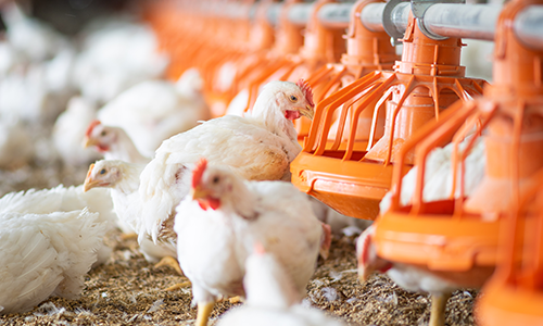 Problems of Poultry Production in Nigeria