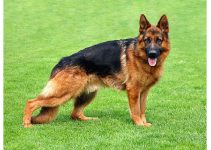 7 Best Guard Dog Breeds in Nigeria