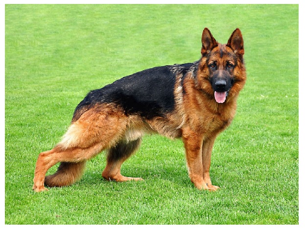 Best Guard Dog Breeds in Nigeria