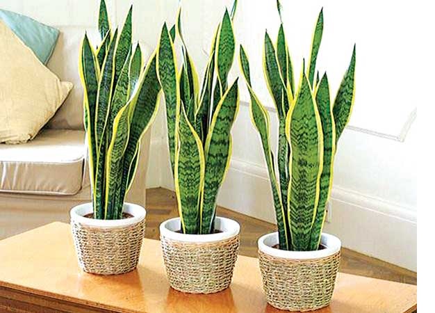 Best Indoor Plants in Nigeria