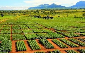 List of Agricultural Policies in Nigeria