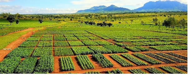 List of Agricultural Policies in Nigeria