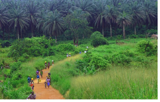 Importance of Savanna Vegetation in Nigeria