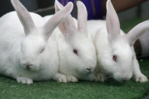 Types of Rabbits in Nigeria