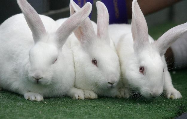 Types of Rabbits in Nigeria