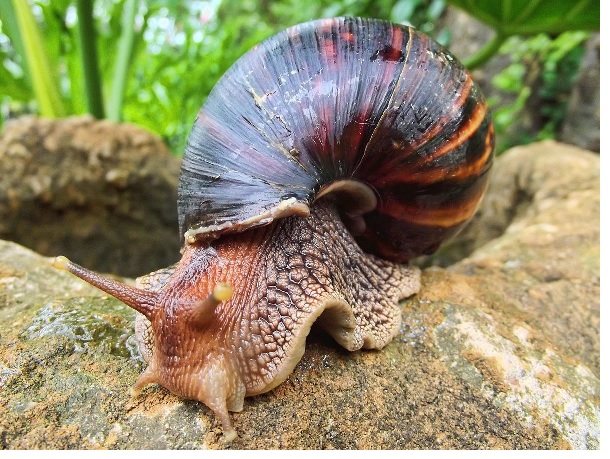 Types of Snail in Nigeria