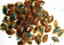 How to Kill Bed Bugs at Home in Nigeria