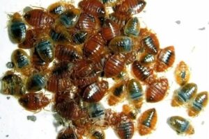 How to Kill Bed Bugs at Home in Nigeria