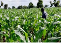  5 Best Agricultural Courses to Study in Nigeria